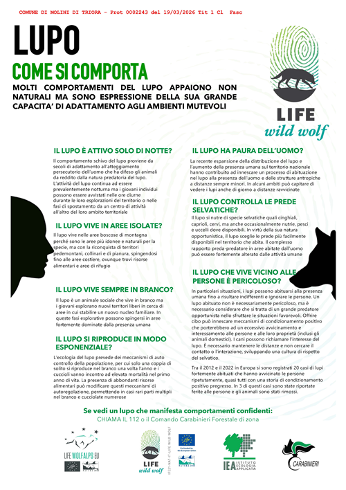 Ho visto un lupo buone norme di comportamento